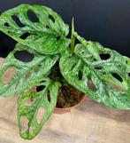 Monstera adansonii european mint variegata bladstek, Ophalen of Verzenden, Overige soorten, Minder dan 100 cm