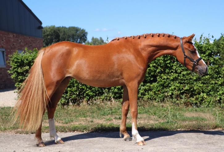 Doorlopend gezocht! Brave paarden en pony’s, Dieren en Toebehoren, Pony's, Meerdere dieren, Springpony, Met stamboom, Gechipt