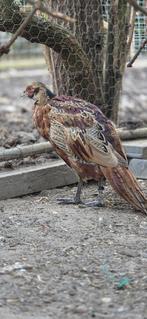 Wilde fazanten haantjes, Dieren en Toebehoren, Pluimvee, Mannelijk, Kip