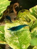 Blue dream garnalen, Kreeft, Krab of Garnaal