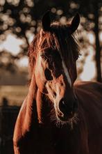 Gezocht verzorger paard, Dieren en Toebehoren, Ophalen of Verzenden