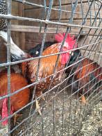 Zweedse bloem hanen, Dieren en Toebehoren, Pluimvee, Mannelijk, Kip