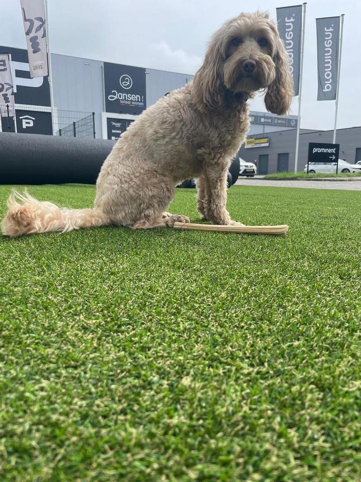 Nieuw natuurlijke kunstgras gazonnen op voorraad, Tuin en Terras, Gras en Kunstgras, Nieuw, Kunstgras, 20 m² of meer, Ophalen