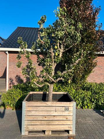 Oude Conference perenboom laagstam in fruitkist - uniek! beschikbaar voor biedingen