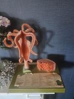 Somso professor Christian gros zoetwaterpoliep, Gebruikt, Duitsland, Ophalen of Verzenden, N.b