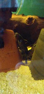 Synodontisen