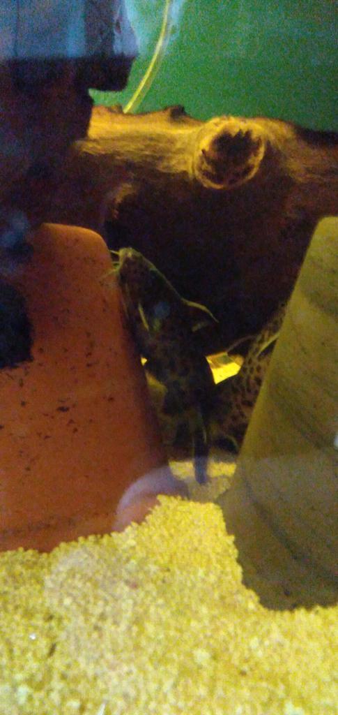 Synodontisen, Dieren en Toebehoren, Vissen | Aquariumvissen
