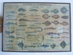 2 zeldzame antieke schoolposters van eind 1800, Antiek en Kunst, Antiek | Schoolplaten, Natuur en Biologie, Ophalen