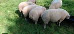 Texelaar stamboek  rammen, Dieren en Toebehoren, Schapen, Geiten en Varkens, Mannelijk, Schaap