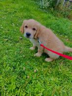 Golden retriever, Dieren en Toebehoren, Golden retriever, Reu, 8 tot 15 weken, Eén hond