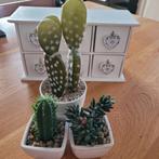 kunstplant, Ophalen of Verzenden, Zo goed als nieuw, Binnen