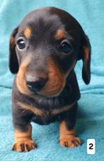 Prachtige lieve dwergteckel pups, Dieren en Toebehoren, Honden | Teckels en Dashonden, CDV (hondenziekte), Particulier, Meerdere