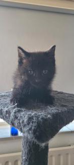 3/4 maine coon kitten, Dieren en Toebehoren, Katten en Kittens | Overige Katten, Kater, 0 tot 2 jaar