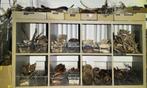 Aquarium natuurproducten, ., Sierelement, Nieuw, Ophalen of Verzenden