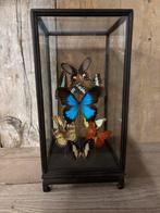 Glazen vitrine met assorti vlinders! (o.a. papilio Ulysses), Ophalen, Nieuw, Insect, Opgezet dier