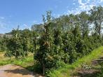 Elstar appelboom groot en klein, Ophalen, Lente, Volle zon, Appelboom