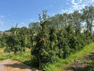 Elstar appelboom groot en klein beschikbaar voor biedingen