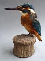 Vogel opgezette ijsvogel taxidermie kingfisher, Verzamelen, Dierenverzamelingen, Ophalen of Verzenden, Zo goed als nieuw, Vogel