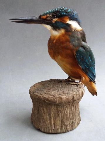 Vogel opgezette ijsvogel taxidermie kingfisher beschikbaar voor biedingen