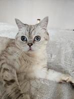Live Brits Chinchila OXY 4 jaar oud zoek gaud mandje., Dieren en Toebehoren, Katten en Kittens | Raskatten | Korthaar, Poes