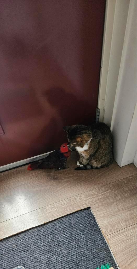 Edelpapegaai, Dieren en Toebehoren, Vogels | Toebehoren, Nieuw, Ophalen