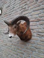 Opgezette kop moeflon taxidermy opgezet jacht schedel gewei, Ophalen, Wild dier, Gewei of Kop