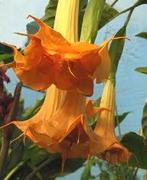Brugmansia lange buscher garten, Tuin en Terras, Planten | Tuinplanten, Ophalen of Verzenden