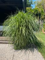 11x Miscanthus sinensis prachtriet, Tuin en Terras, Ophalen, Volle zon, Vaste plant, Siergrassen