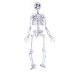 Skelet / Geraamte 90cm Menselijk School Medisch Anatomie, Diversen, Verzenden, Nieuw