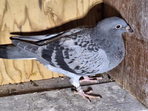 Twee supermooie jongen uit topkoppel 455 x 460 Jan v/d Pasch, Dieren en Toebehoren, Vogels | Duiven, Postduif, Meerdere dieren