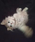 Prachtige Selkirk Rex x Sibeer kitten, Poes, Ontwormd, 0 tot 2 jaar