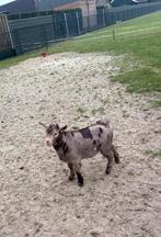 Prachtig lief dwerg bokje bok met maanvlekken maanvlek, Dieren en Toebehoren, Schapen, Geiten en Varkens, Mannelijk, Geit, 0 tot 2 jaar