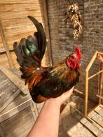 Lieve serama haan, Dieren en Toebehoren, Pluimvee, Mannelijk, Kip