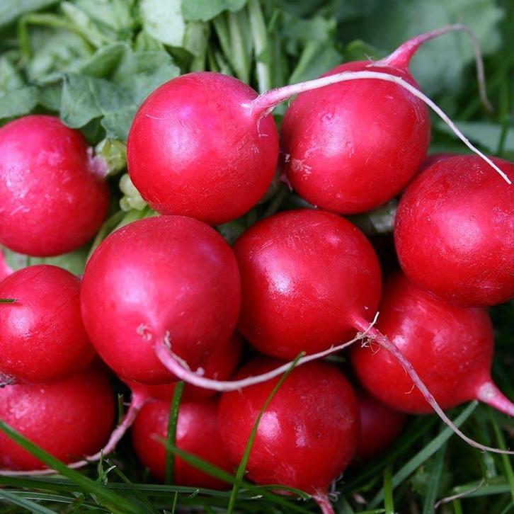 Radijs Zaden - 10 Bolster zaden voor € 0,50 eurocent, Tuin en Terras, Bloembollen en Zaden, Ophalen of Verzenden