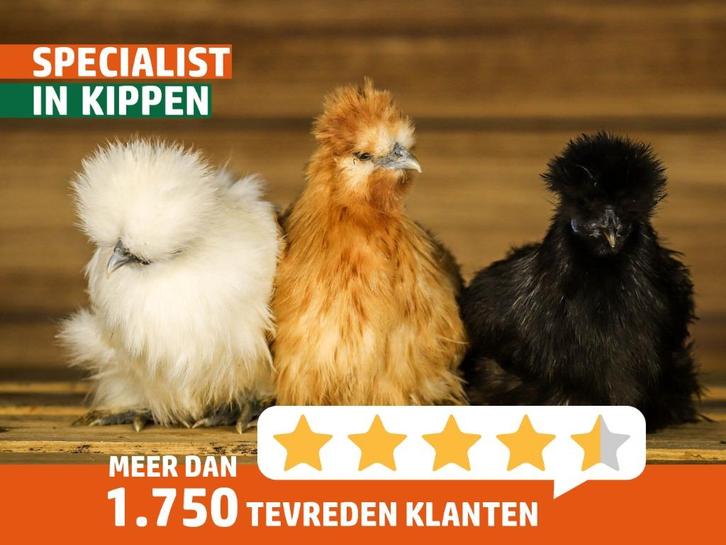 Zijdehoender krielen | Vriendelijke kippen | Passend advies!, Dieren en Toebehoren, Pluimvee, Kip, Meerdere dieren