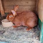 Nieuwzeelander konijnen, Dieren en Toebehoren, Konijnen, Meerdere dieren, Middelgroot, 0 tot 2 jaar