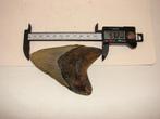 Super mooie megalodon tand 10,66 cm, Ophalen of Verzenden, Fossiel