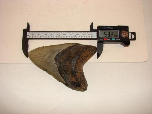Super mooie megalodon tand 10,66 cm, Verzamelen, Mineralen en Fossielen, Fossiel, Ophalen of Verzenden