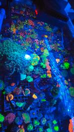 Unieke Koraal Stekken – Topkwaliteit voor jouw zeeaquarium!, Dieren en Toebehoren, Vissen | Aquariumvissen, Overige typen