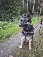 Terrein/waakhond lieve Russische herder/Kangal 5jr, Reu, Eén hond, 3 tot 5 jaar, Herder