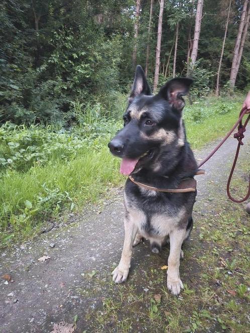 Terrein/waakhond lieve Russische herder/Kangal 5jr, Dieren en Toebehoren, Honden | Herdershonden en Veedrijvers, Reu, Herder, Particulier