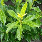 Prunus laurus Caucasica, Laurier struiken Haagplanten GOEDKO, Ophalen of Verzenden, Laurier, Struik, Minder dan 100 cm