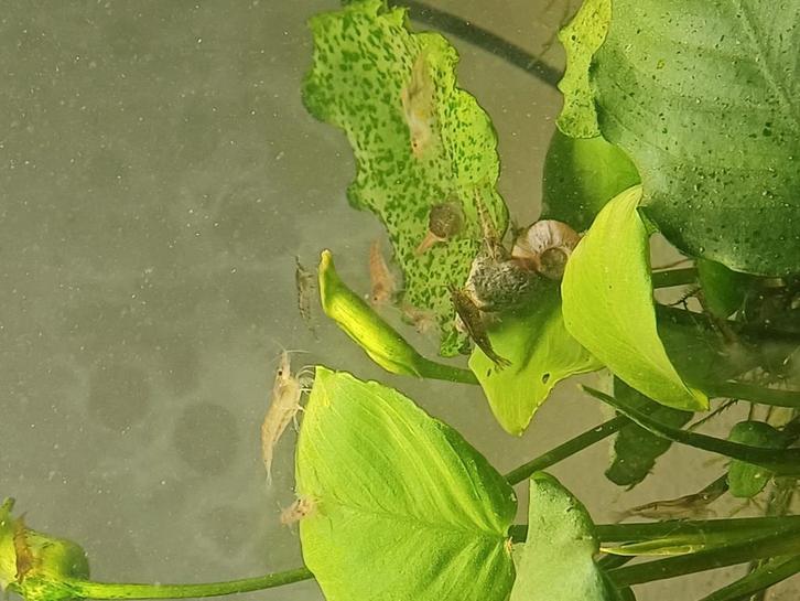 Diversen Garnalen, Dieren en Toebehoren, Vissen | Aquariumvissen, Kreeft, Krab of Garnaal