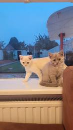 Prachtige Perzisch  Britse Korthaar kittens., Dieren en Toebehoren, Katten en Kittens | Raskatten | Korthaar, Kater, Met stamboom
