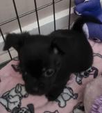 Boomer/chihuahua, Dieren en Toebehoren, Reu, Meerdere, Chihuahua, Nederland