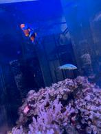 Levende haven, Vis, Zoutwatervis