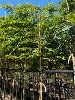 Leivorm beuken 180/200 stam mooie volle bomen in pot, Tuin en Terras, Planten | Bomen, Ophalen, In pot, Volle zon