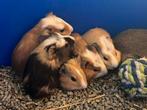 Cavia’s te koop 4 zeugjes 1 beertje, Dieren en Toebehoren, Knaagdieren, Cavia, Meerdere dieren, Tam, Oktober