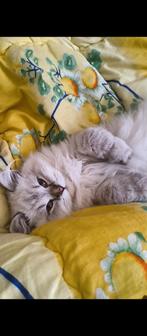 Britse katertje (uniek), Dieren en Toebehoren, Katten en Kittens | Raskatten | Langhaar, Kater, Ontwormd, 0 tot 2 jaar