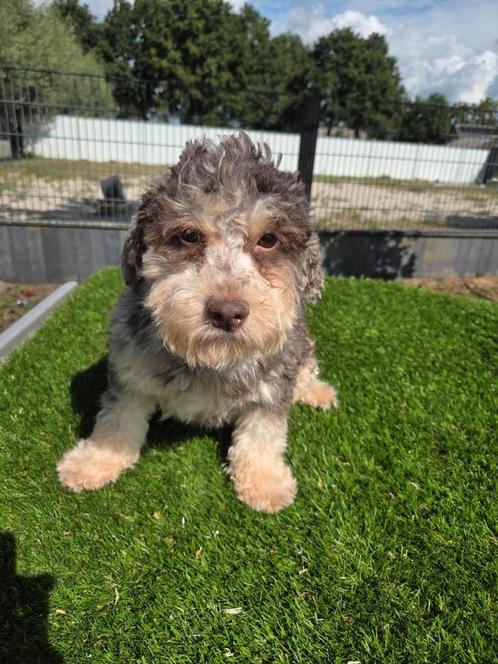 Te koop leuke choco merle Boomer teef, Dieren en Toebehoren, Honden | Niet-rashonden, Klein, Teef, Fokker | Professioneel, Eén hond
